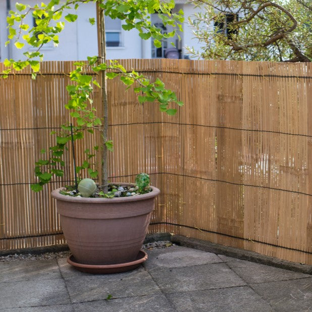 Heller Bambus-Sichtschutz als Balkonverkleidung mit Ginkgobaum im Vordergrund.
